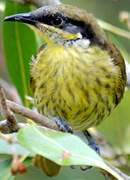 Varied Honeyeater