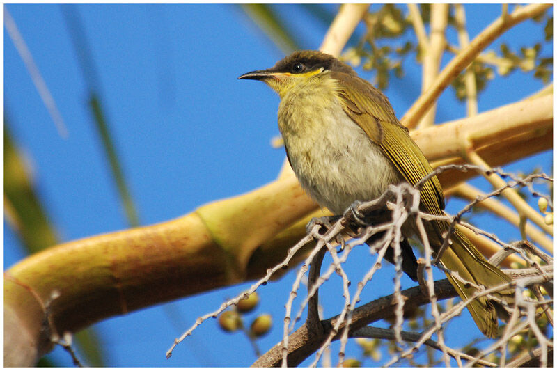 Varied Honeyeaterimmature