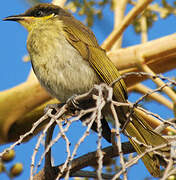 Varied Honeyeater