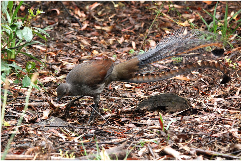 Superb Lyrebird male adult