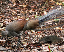 Superb Lyrebird