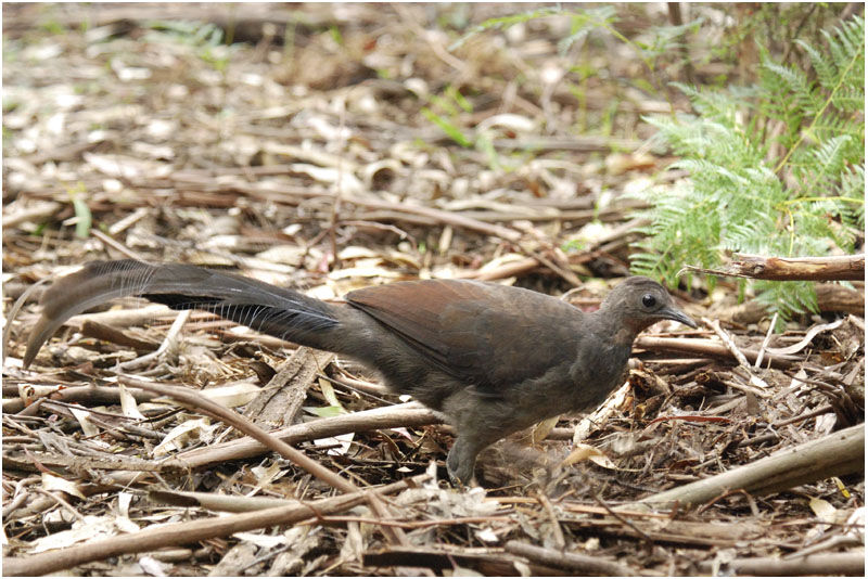 Superb Lyrebird female adult