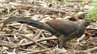 Superb Lyrebird