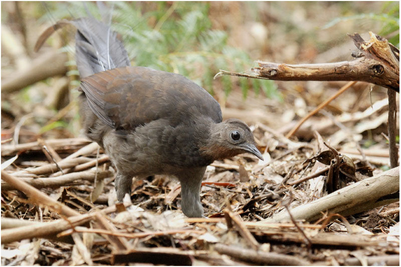 Superb Lyrebird female adult