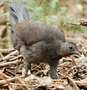 Superb Lyrebird