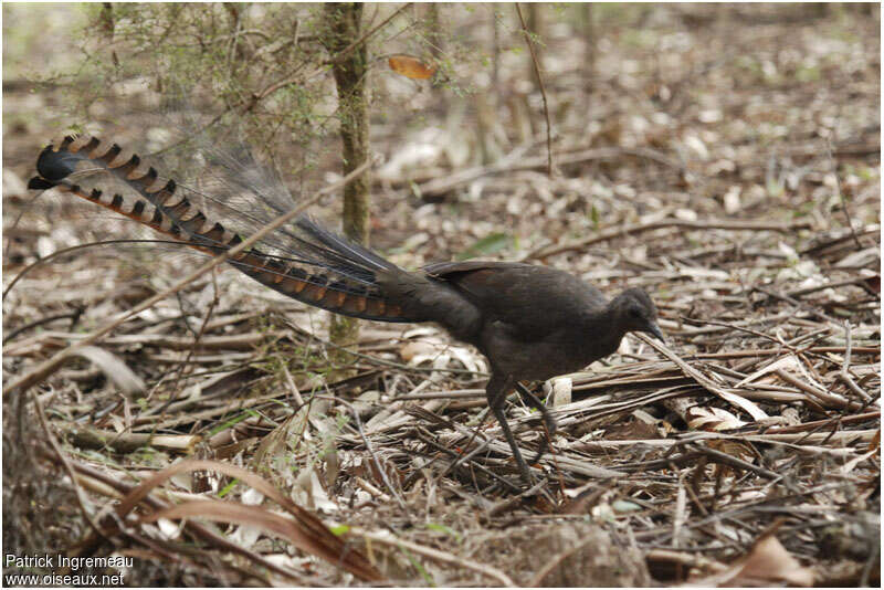 Ménure superbe mâle adulte, identification