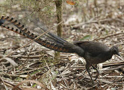 Superb Lyrebird