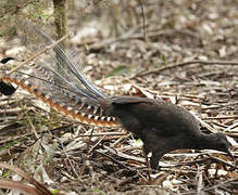 Superb Lyrebird