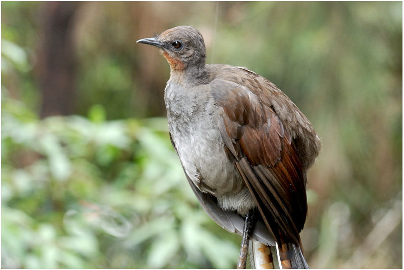 Superb Lyrebird male adult