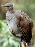 Superb Lyrebird