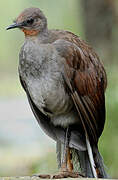 Superb Lyrebird