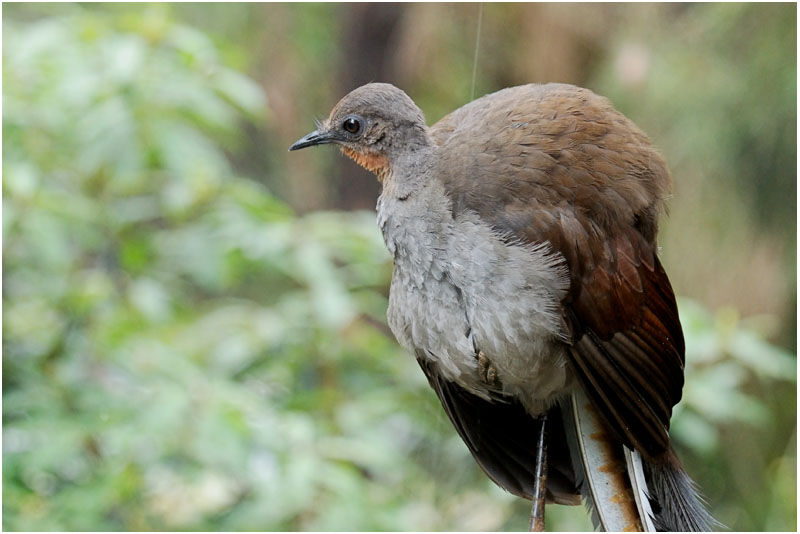 Superb Lyrebird male adult