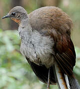 Superb Lyrebird