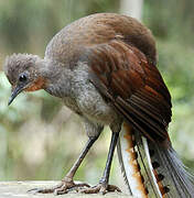 Superb Lyrebird