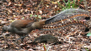 Superb Lyrebird