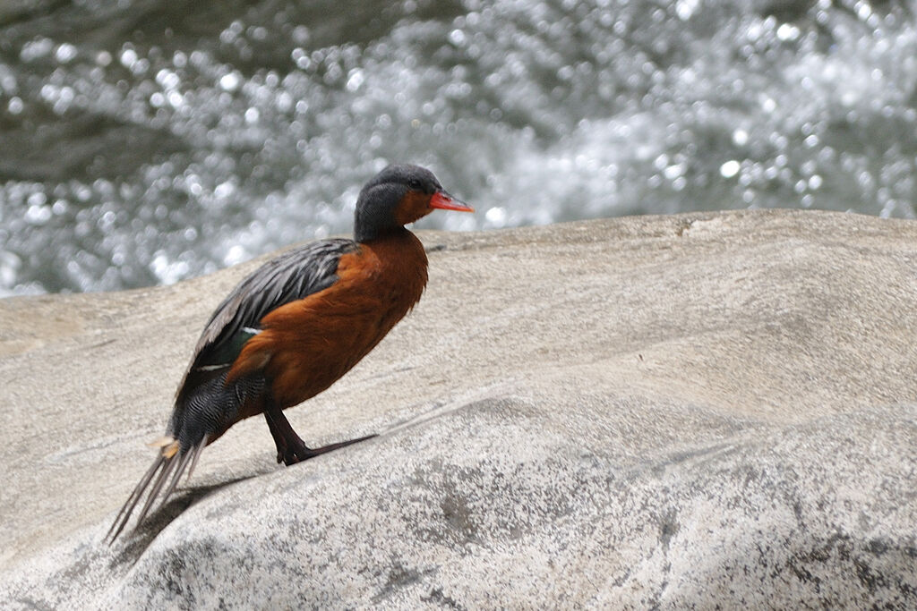 Torrent Duck female adult, identification