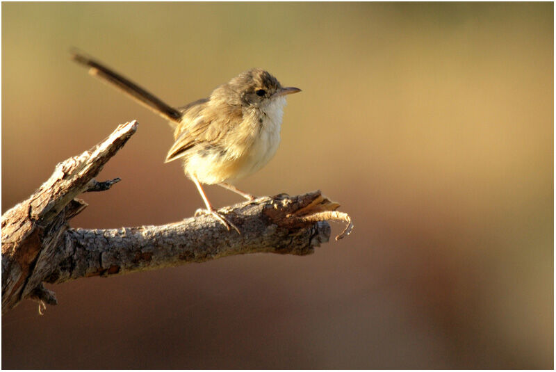 Red-backed Fairywren