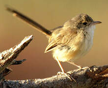 Red-backed Fairywren