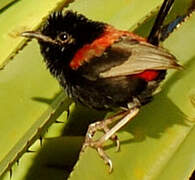 Red-backed Fairywren