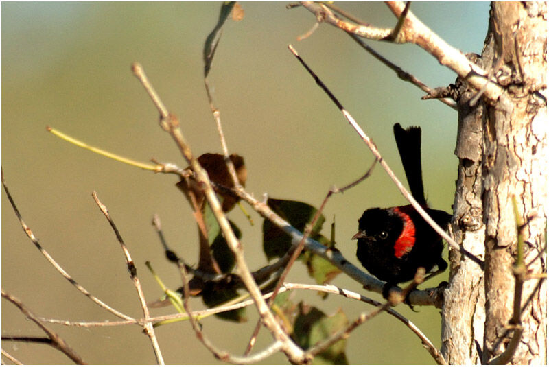 Red-backed Fairywren male adult