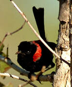 Red-backed Fairywren