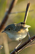 Red-backed Fairywren