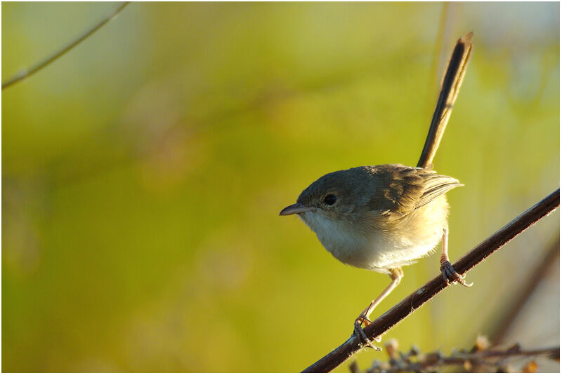 Red-backed Fairywren