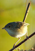 Red-backed Fairywren