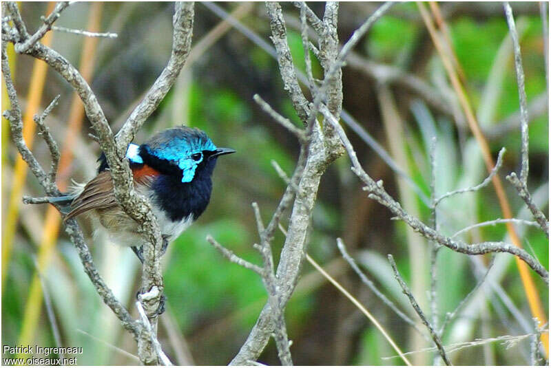 Red-winged Fairywren male adult