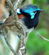 Red-winged Fairywren