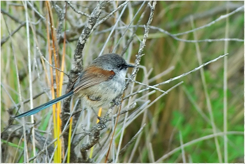 Red-winged Fairywrenjuvenile