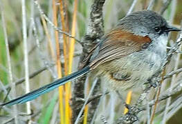 Red-winged Fairywren