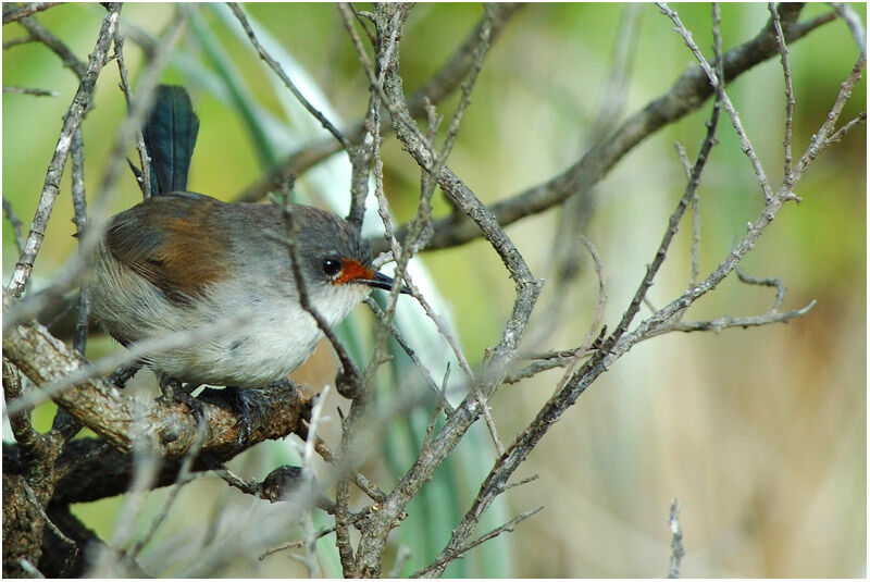 Red-winged Fairywren female adult, identification