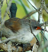 Red-winged Fairywren