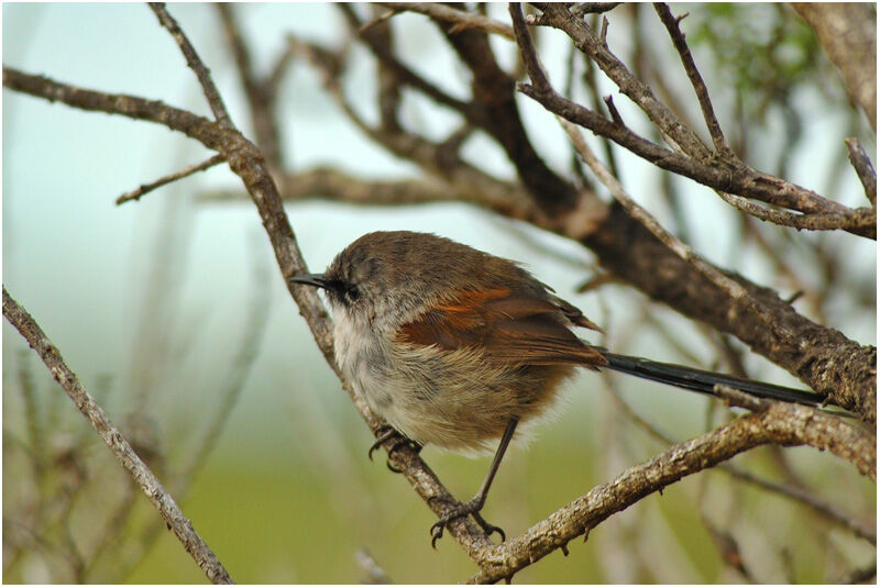 Red-winged Fairywrenjuvenile