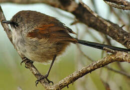 Red-winged Fairywren