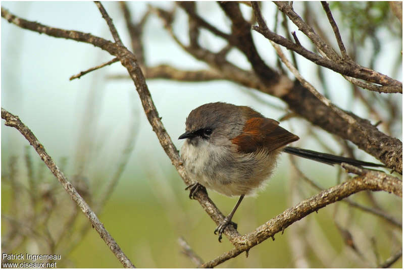 Red-winged Fairywrenjuvenile, identification