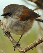 Red-winged Fairywren