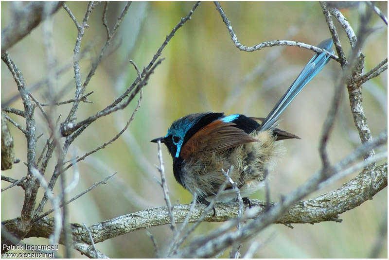 Red-winged Fairywren male adult, identification