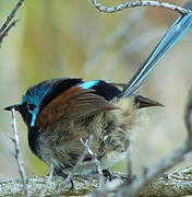 Red-winged Fairywren