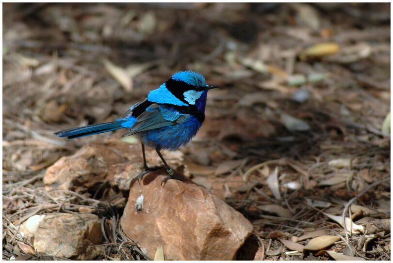 Splendid Fairywren