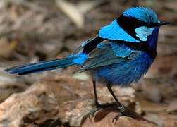 Splendid Fairywren