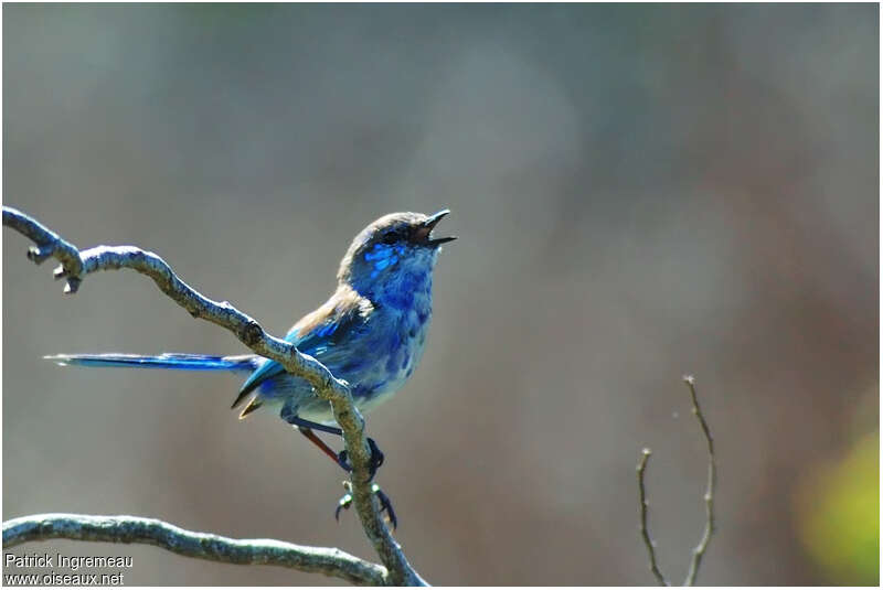 Splendid Fairywren male immature, song