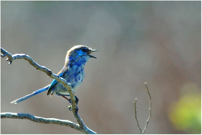 Splendid Fairywren male immature