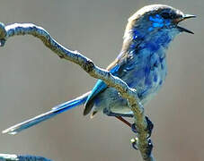 Splendid Fairywren