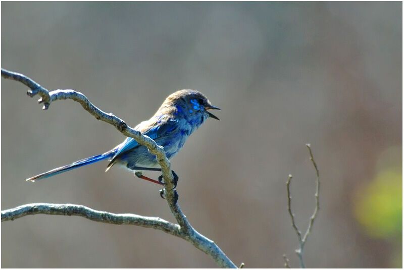 Splendid Fairywren male immature