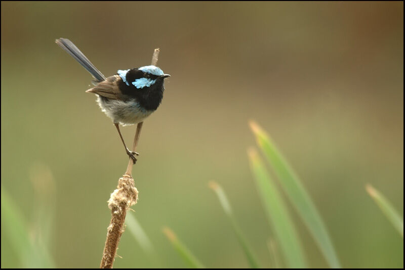 Superb Fairywren male adult