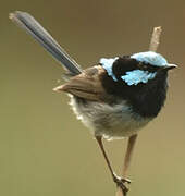 Superb Fairywren