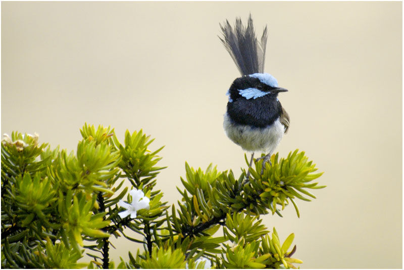 Superb Fairywren male adult breeding