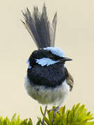 Superb Fairywren